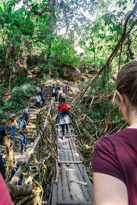 Image result for Tree Root Bridge