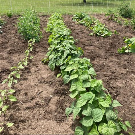 Image result for My Image Garden Tutorial