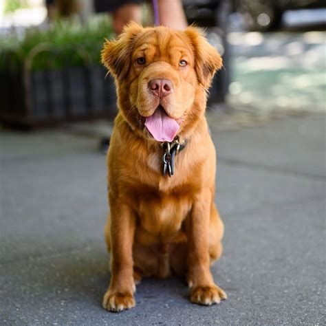 Uno, 'Mini Hippo' Cocker Spaniel/Shar Pei Mix in New York City