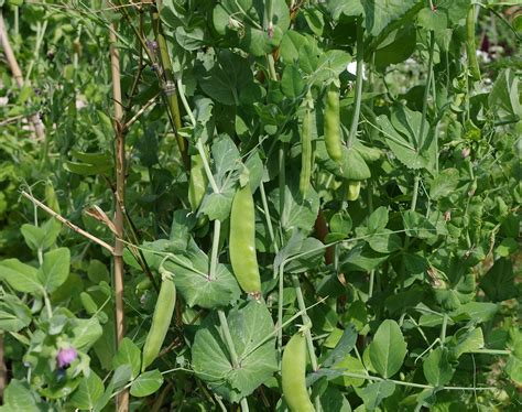 Snow Peas and Sugar Snap Peas - Very Edible Gardens