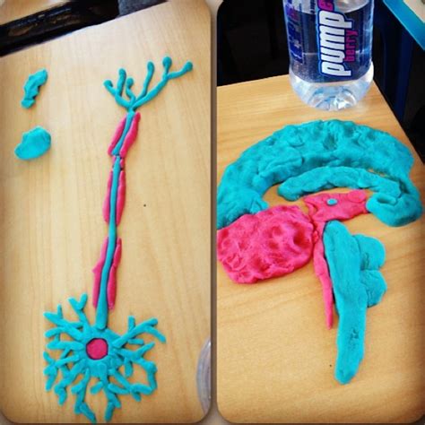 Image result for Neuron Model Project