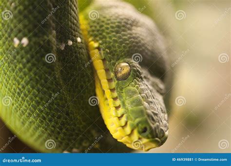 眼睛蛇 库存图片. 图片 包括有 绿色, 眼睛, 宏指令, 五颜六色, 爬行动物, 皮肤, 结构树 - 46939881