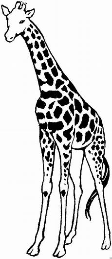 malvorlagen giraffen giraffe gross ausmalbild malvorlage tiere malvorlagen giraffen giraffe gross ausmalbild malvorlage tiere
