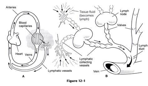 Image result for Lymphatic System Tutorial