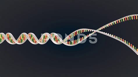 DNA Replication Forks Animation 的图像结果