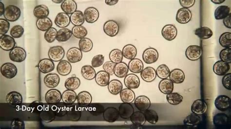 Oyster Life Cycle | THE DISCOVERY OF NEW OYSTER SPECIES