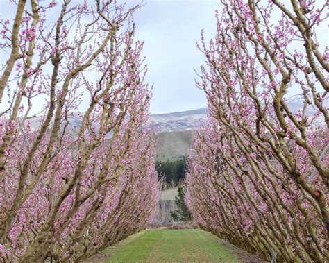 Jackson Orchards (Cromwell) - All You Need to Know BEFORE You Go