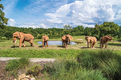 Exploring The Natural Habitat Zoo In North Carolina