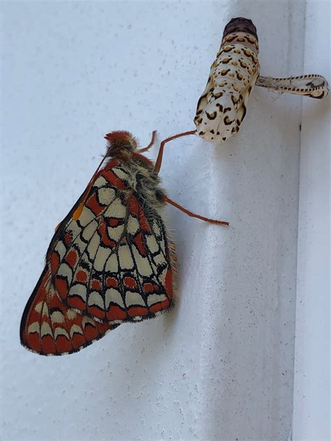 "You Can Do It! How to Design Your Own Native Garden" by Kelly Marshall ...