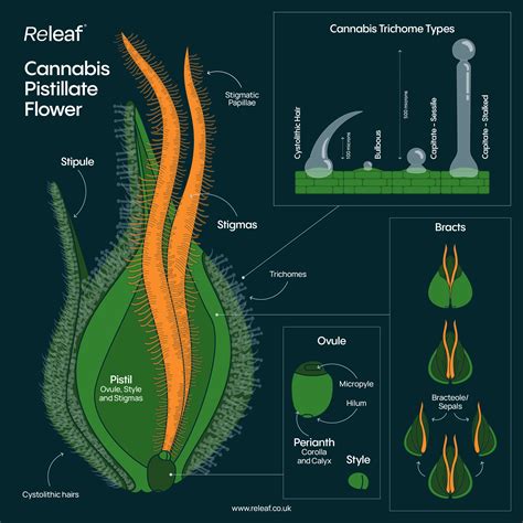 Exploring the Anatomy of the Cannabis Flower | Releaf UK