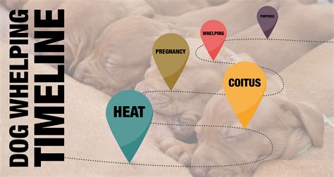 How Long Is The First Stage Of Labor In Dogs