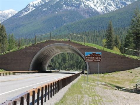 21 Amazing Animal Bridges Across The World That Save Thousands Of ...