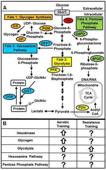 Regulation of Skeletal Muscle Glucose Transport and Glucose Metabolism ...