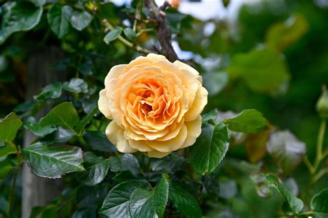 Rose Amber Queen - Rosa Amber Queen günstig kaufen