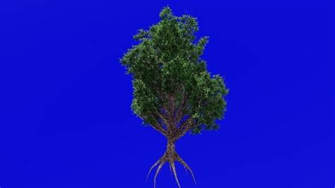 Image result for Roots Compressor Animation