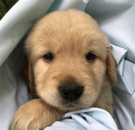 Golden Retriever Puppy 3 Free Photo Download FreeImages