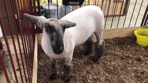 ohio jackpot cattle shows,These shows provide an e