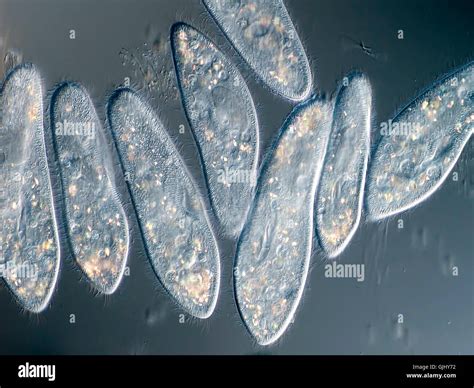 paramecium under the microscope Stock Photo - Alamy