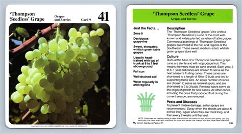 'Thompson Seedless' Grape #9 Grapes & Berries - My Green Gardens 1987 ...