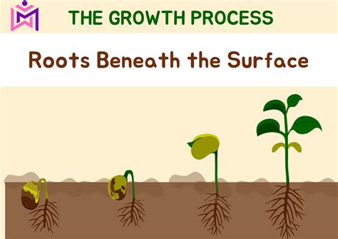 Part 2: Roots Beneath the Surface – Building Strong Foundations - The ...
