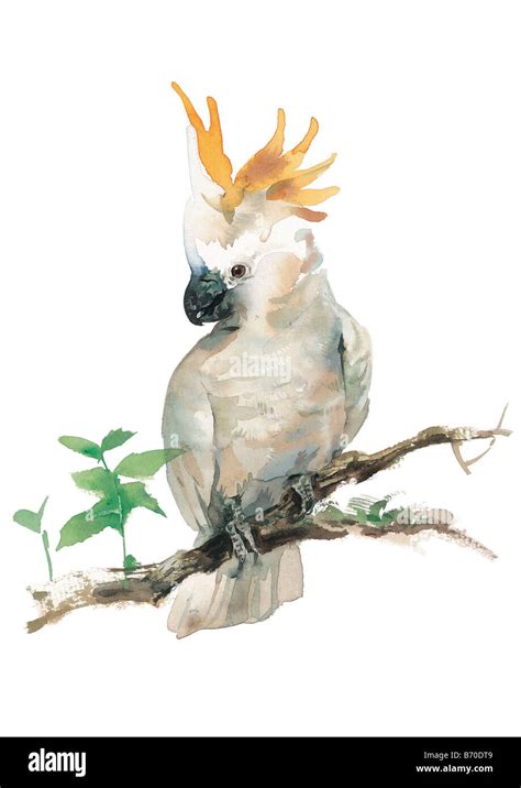 Image result for Parrot Side View