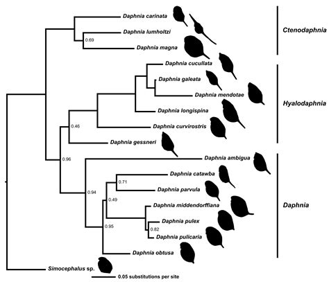 The Evolution of Life History Traits and Their Thermal Plasticity in ...