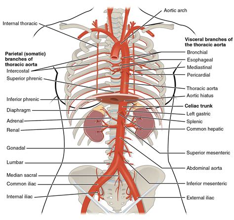 Abdominal Aorta Branches Diagram