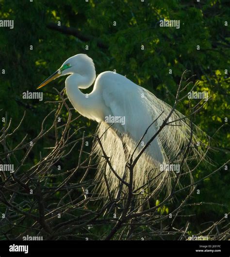 Great White Egret Stock Photo - Alamy
