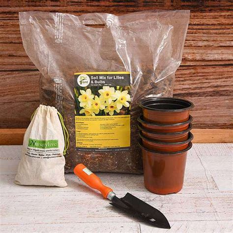 Buy Ranunculus Flower Bulbs online from Nurserylive at lowest price.