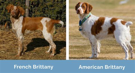 French Brittany Spaniel Brown