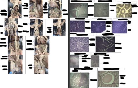 Image result for Fetal Pig Dissection Lab