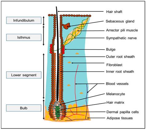 Modelling Human Hair Follicles—Lessons from Animal Models and Beyond