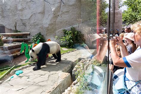 大熊猫“如意”和“丁丁”在莫斯科庆祝生日_凤凰网视频_凤凰网