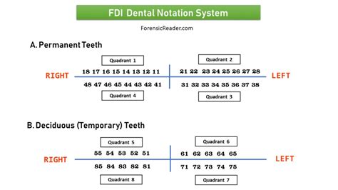 Image result for Tooth Numbering System