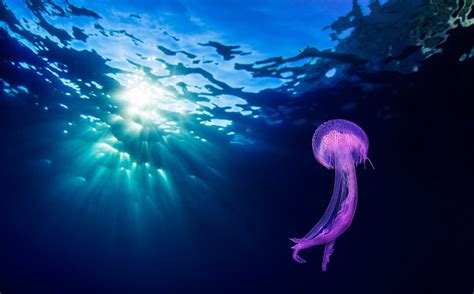 Deep Sea Jellyfish Wallpaper