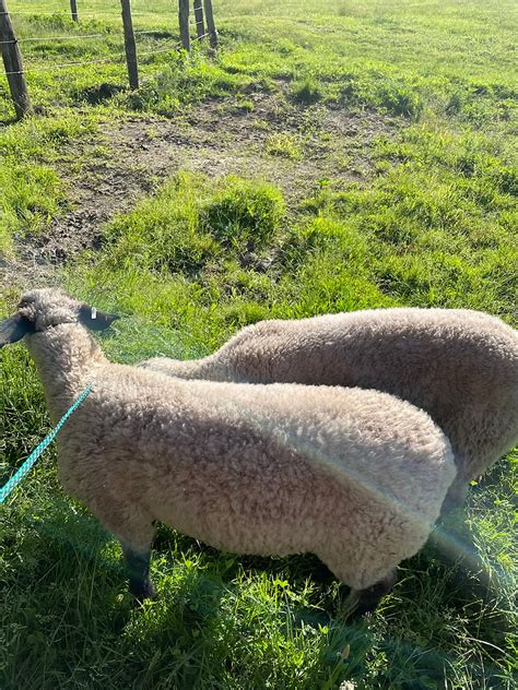 How to Excel Is Select Box in Sheep 2 的图像结果