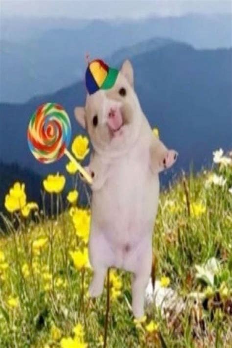 Happy dog with lollipop and hat meme | Silly dogs, Funny animals, Cat memes