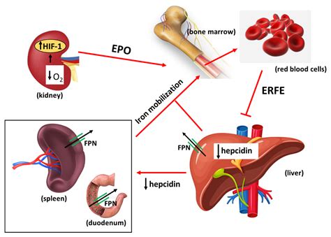 Iron Mining for Erythropoiesis