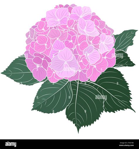 Blooming pink hydrangea flower, botanical vector illustration ...