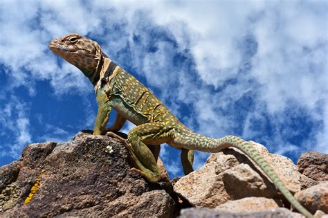 Rezultat imagine pentru Collared Lizard