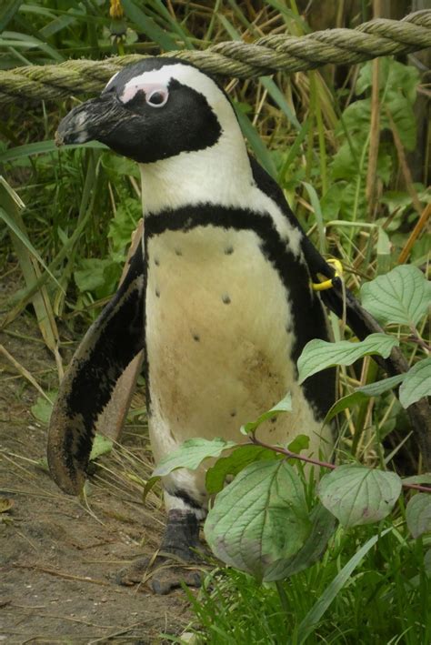 Free Images : penguin, zoo, leeuwarden, aquazoo, netherlands, seabird, fauna, nature, portrait ...