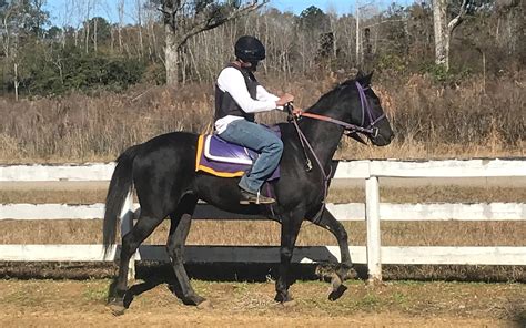 Horse Boarding Costs: Full Monthly Price & Fee Breakdown