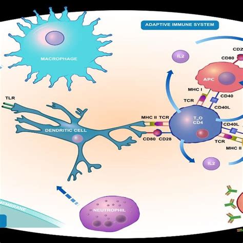 Image result for Pathogen of Humans
