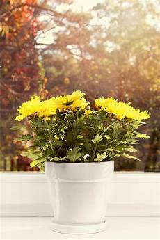 fiori da davanzale vaso da fiori con il crisantemo giallo sul davanzale della fiori da davanzale vaso da fiori con il crisantemo giallo sul davanzale della