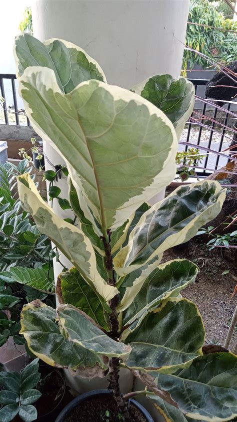 Ficus lyrata – Artofit