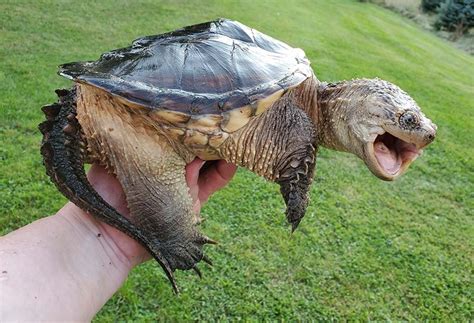Image result for Common Snapping Turtle Shell