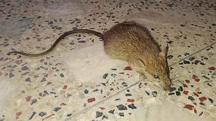 Mortein 100 gm - PowerGard Rat Kill Cake| Kills Rats Outdoors in One ...