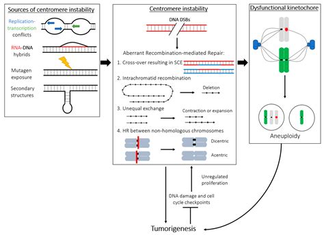 Repetitive Fragile Sites: Centromere Satellite DNA as a Source of ...