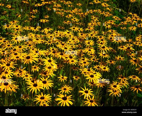 Bright yellow daisy like flowers of Rudbeckia Goldstrum a hardy ...