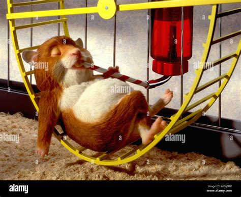 Hamster On A Wheel at Carmina Cox blog